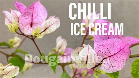 Tropical Bliss: Nagic Ice Cream Bougainvillea
